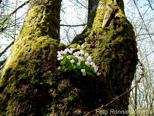 Harsyra (Oxalis acetosella)